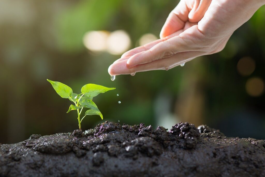 Seedling being watered, representing the benefit of the HydroLand Use Case.