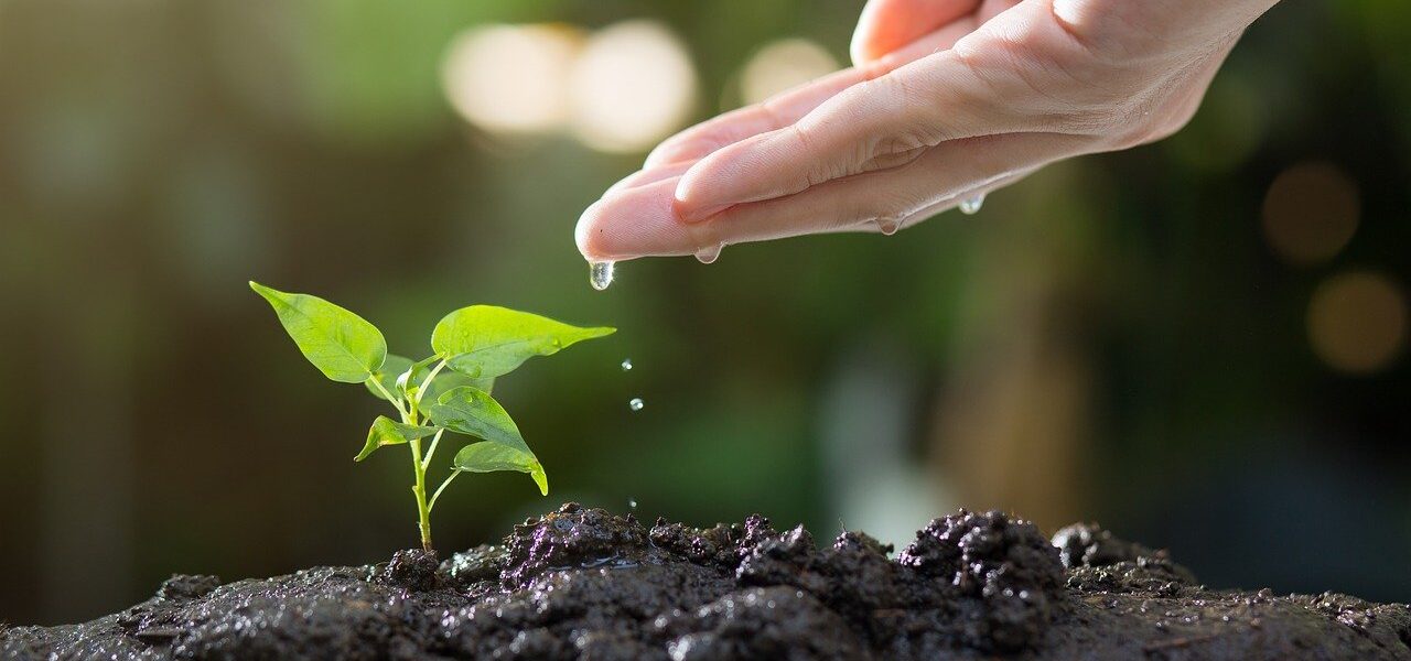 Seedling being watered, representing the benefit of the HydroLand Use Case.