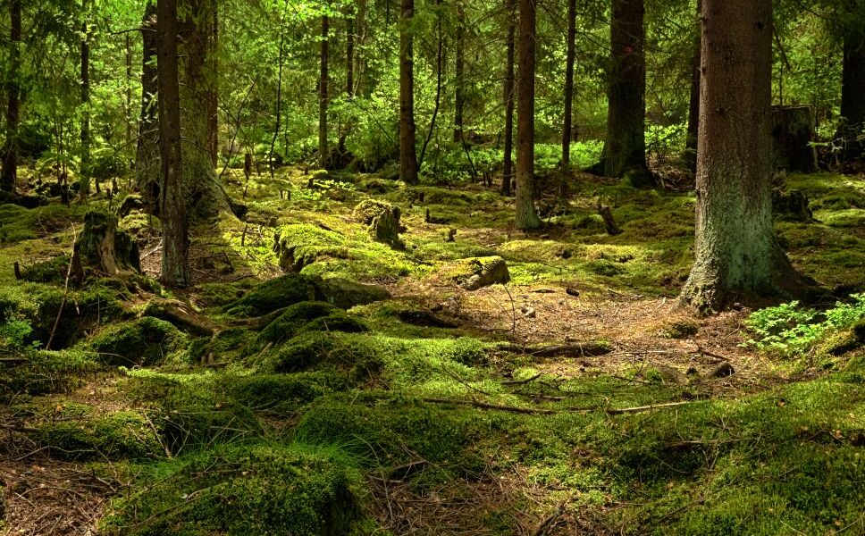 Forest trees