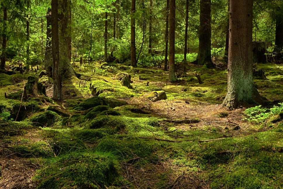 Forest trees
