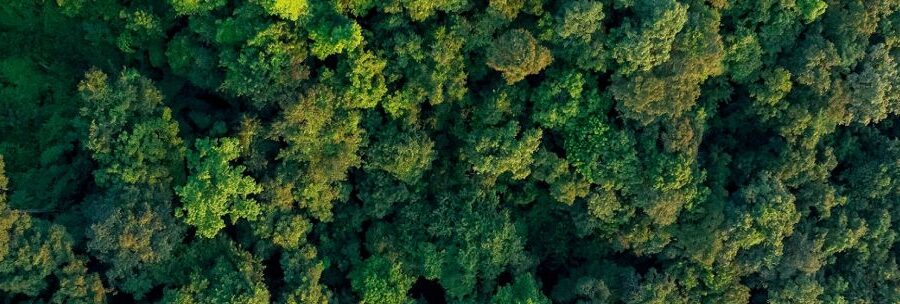 a forest seen from above