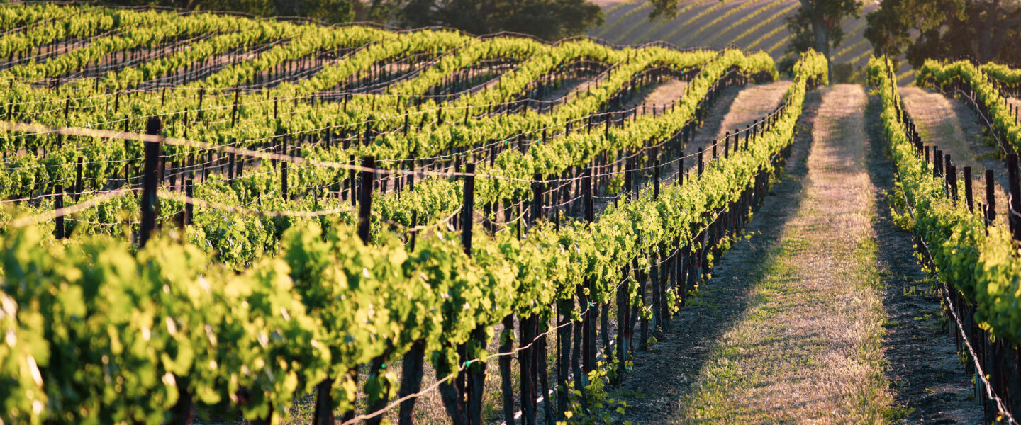 Perennial agriculture